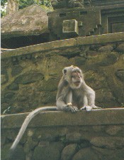 Going ape on Bali